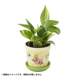Flower Pot Pokémon Spring Full Bloom